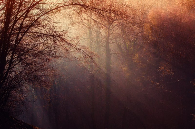 Mystical Forest