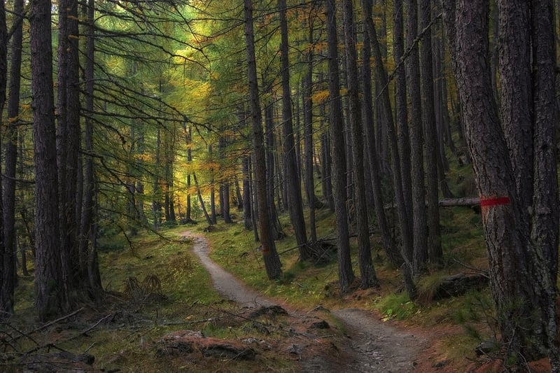 Enchanted Forest
