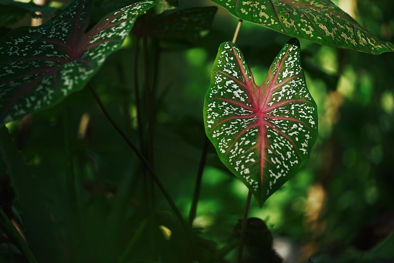 Green Leaf Plant